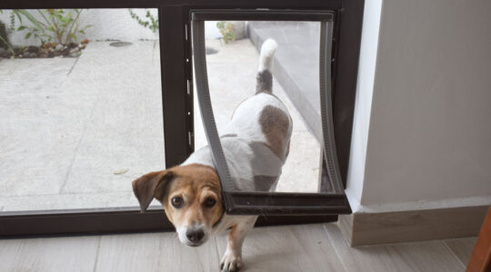 chatière pour chien