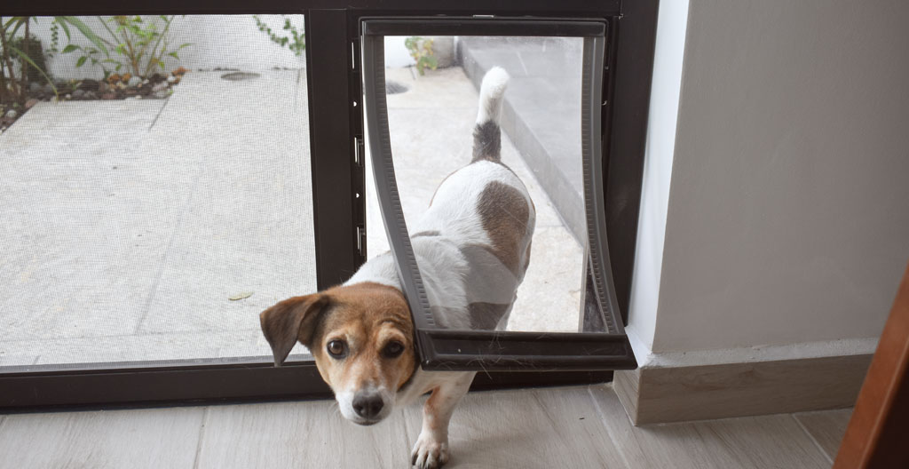 chatière pour chien
